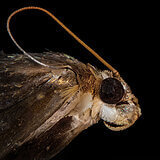 Extreme close-ups of insects